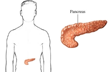 pancreat