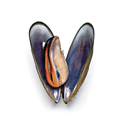 mussel (c) rachelhulin.com