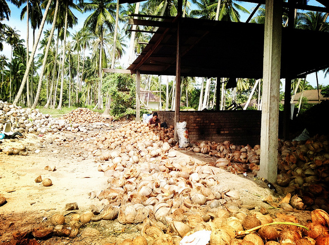 Немного о кокосовой ферме (фото)