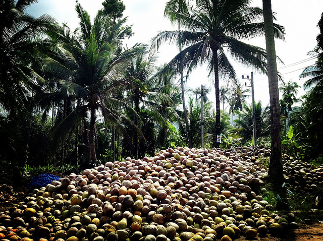 Немного о кокосовой ферме (фото)